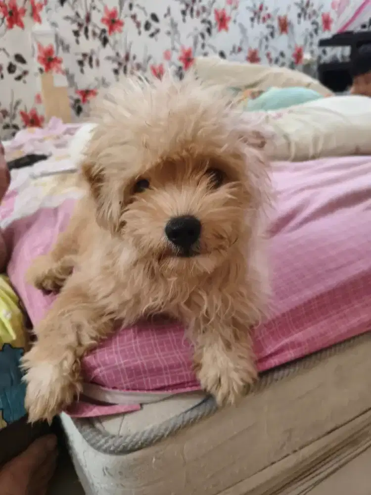 Anjing Pom mix poodle