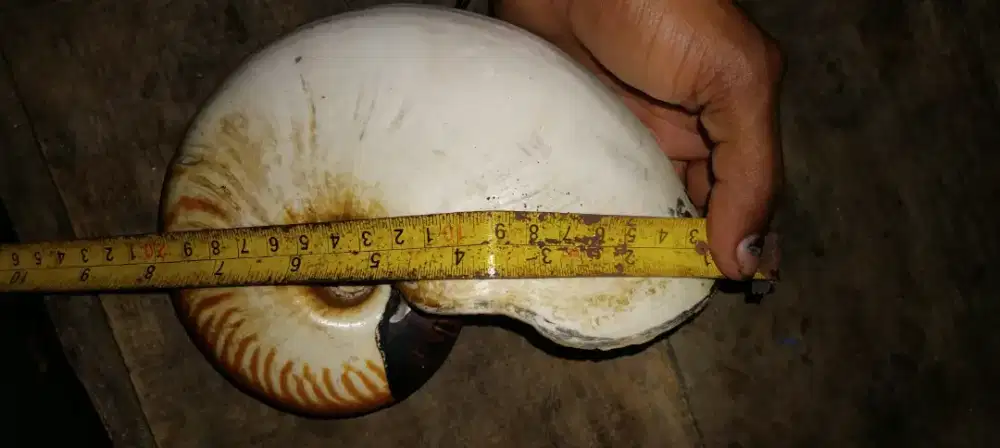 Cangkang kerang