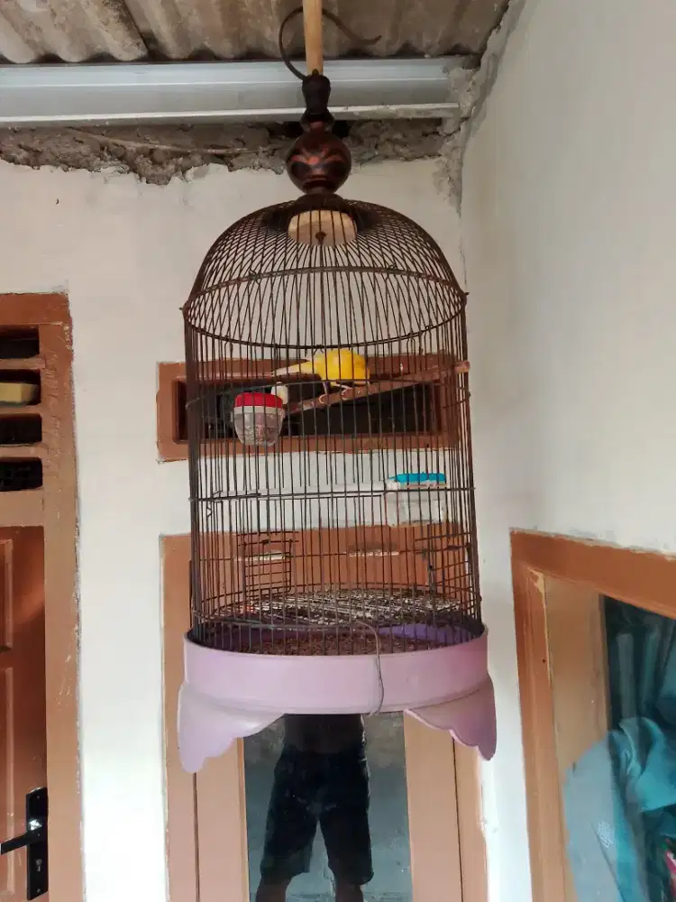 Burung kenari gacor burung nya aja