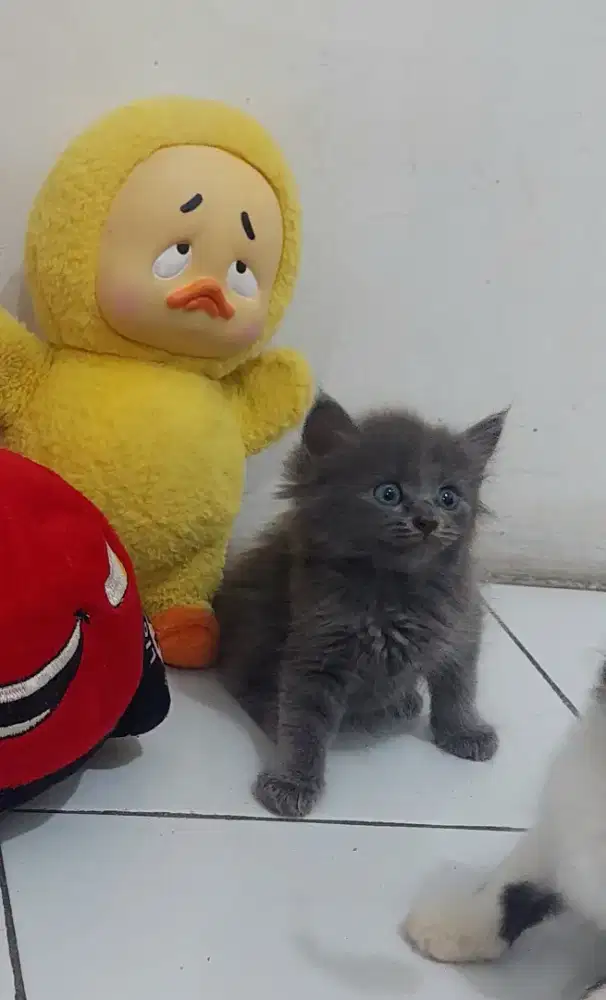 Kucing Ragdoll mix persia