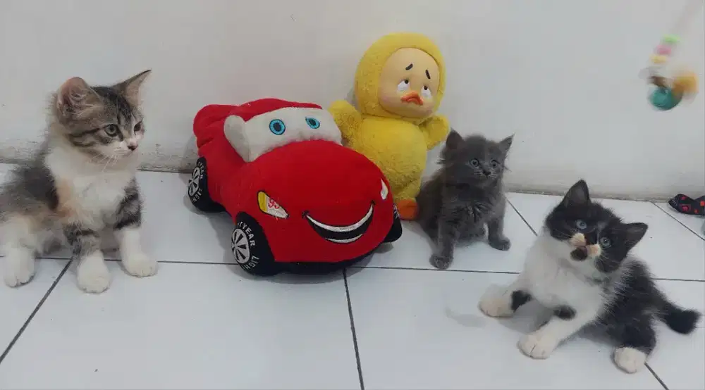 Anak kucing ras
