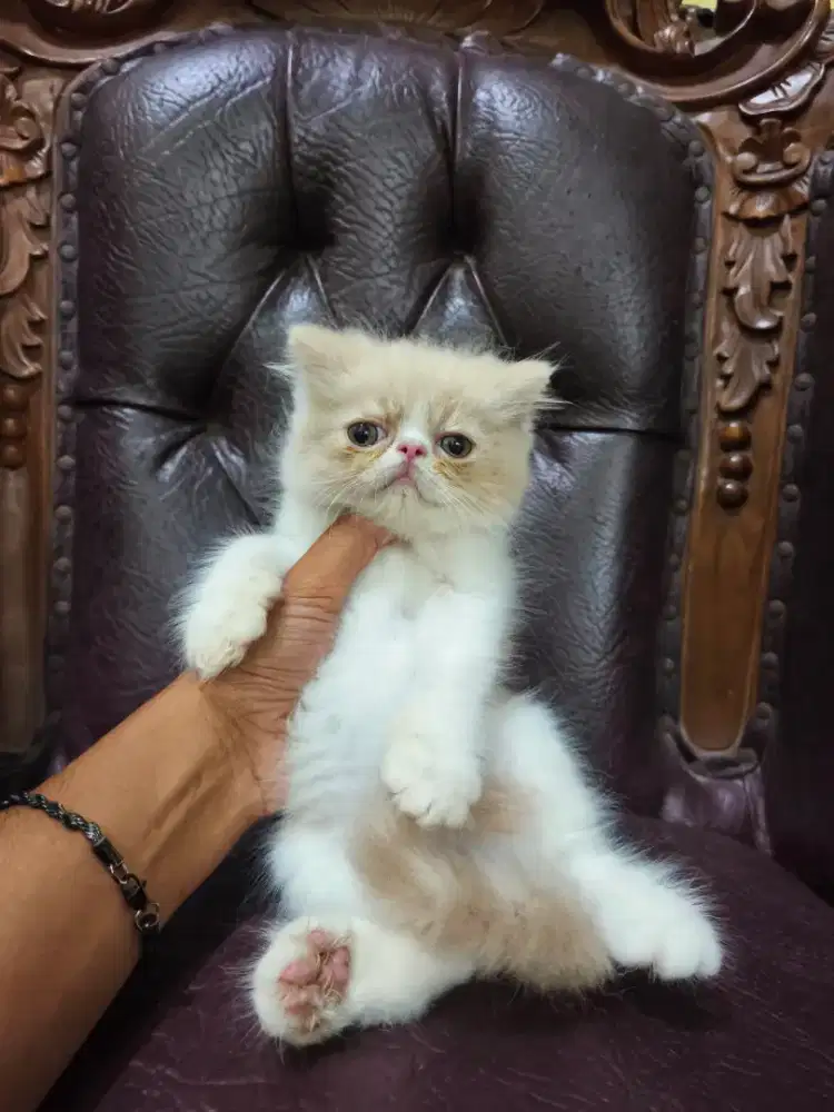 kucing peaknose pure jantan