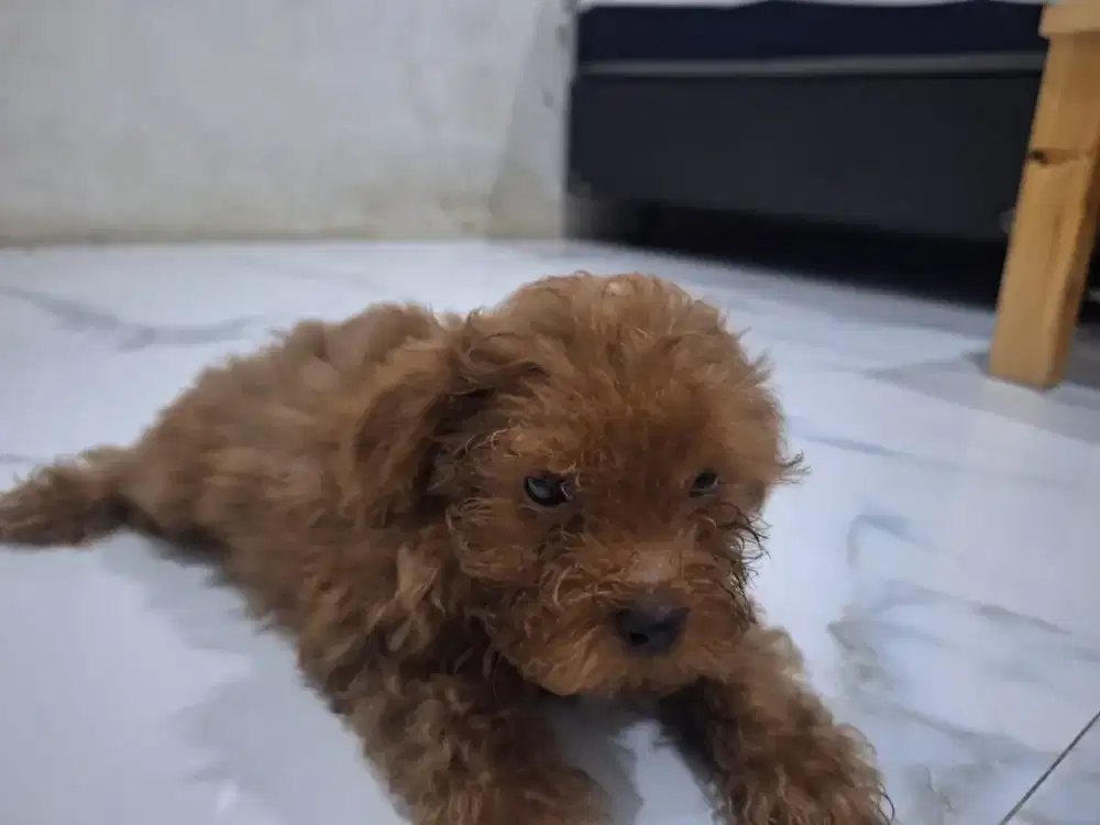 Anak Anjing Poodle Red Betina