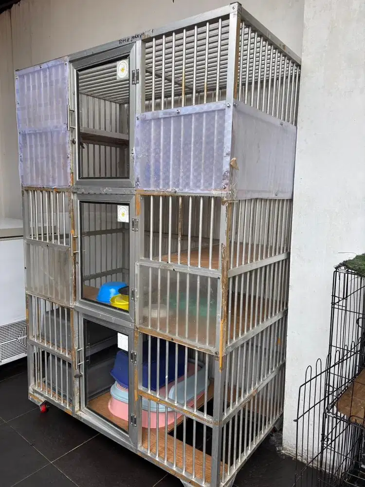 kadang kucing besar