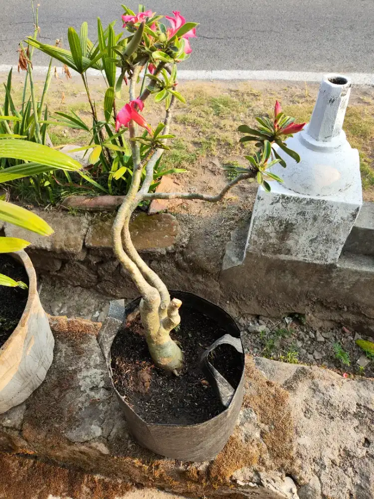 Pohon bunga kamboja jepang adenium berbunga dan ada bakal biji