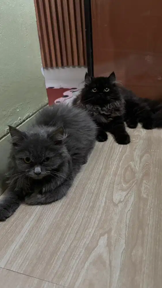 PERSIA MEDIUM LONGHAIR 3BULAN