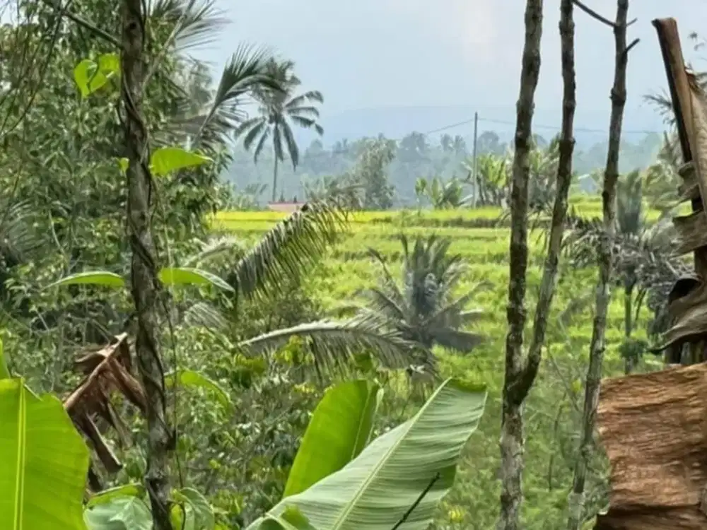 Dijual Tanah Super Subur di Kawasan Kebun Durian Premium