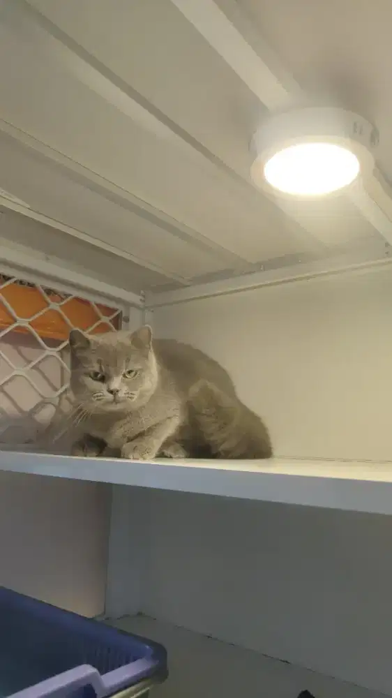 Kucing british shorthair bsh betina abu