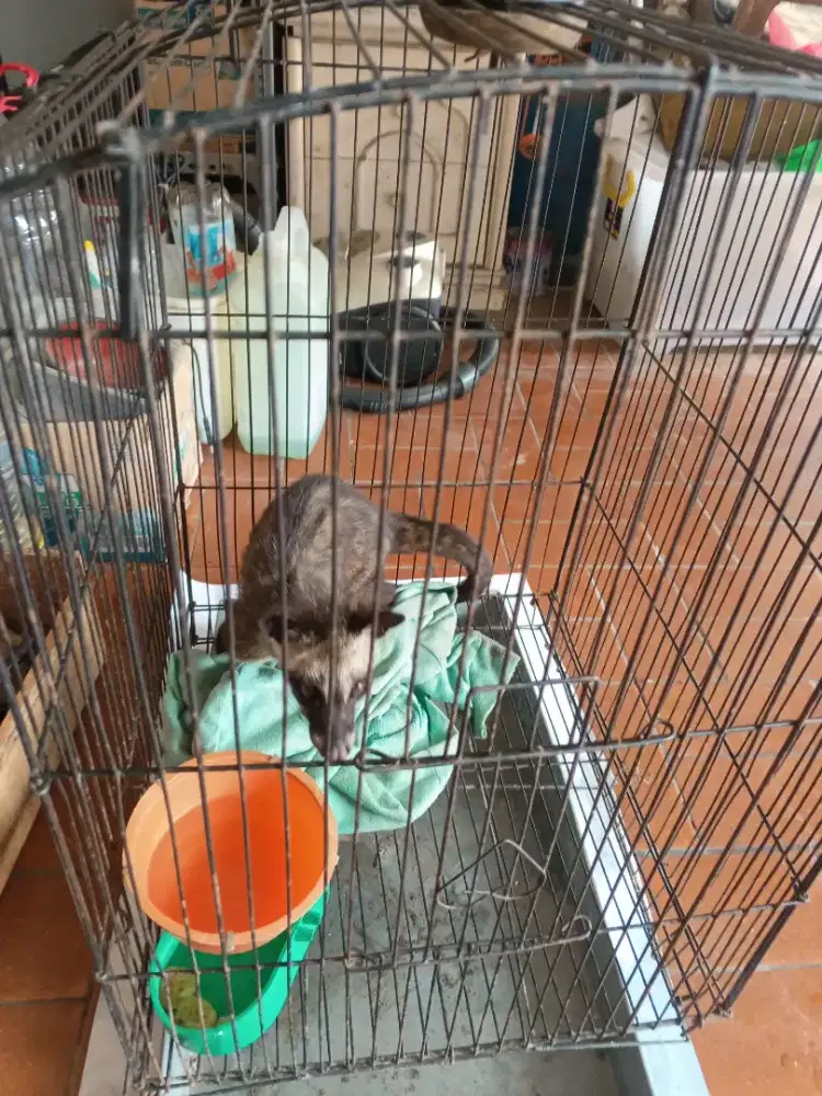 Musang pandan jinak bisa di elus