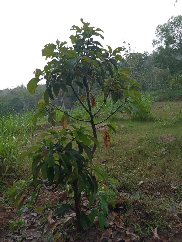 Dijual kebun durian luas Murah