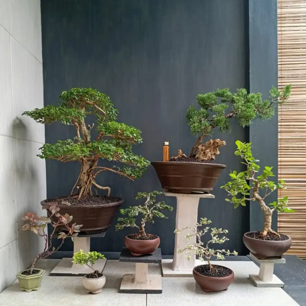 Paketan bonsai hias murah siap pajang