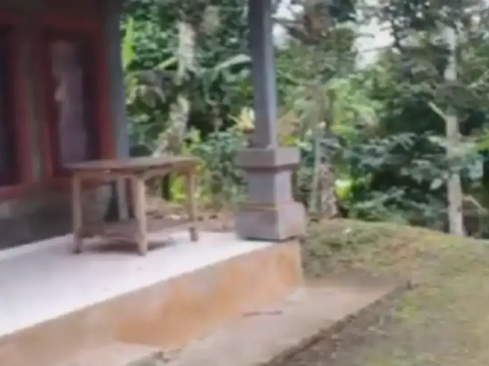 Dijual Tanah Perkebunan Murah di Desa Belimbing Pupuan