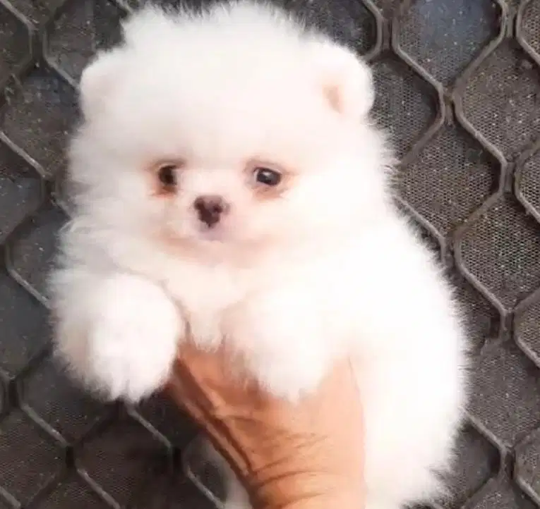 OPEN ADOPT ANJING SUPER MINI POM SNOW WHITE