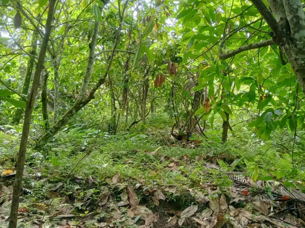 Dijual Lahan Tegalan Kontur Melandai Cocok untuk Villa/Kebun