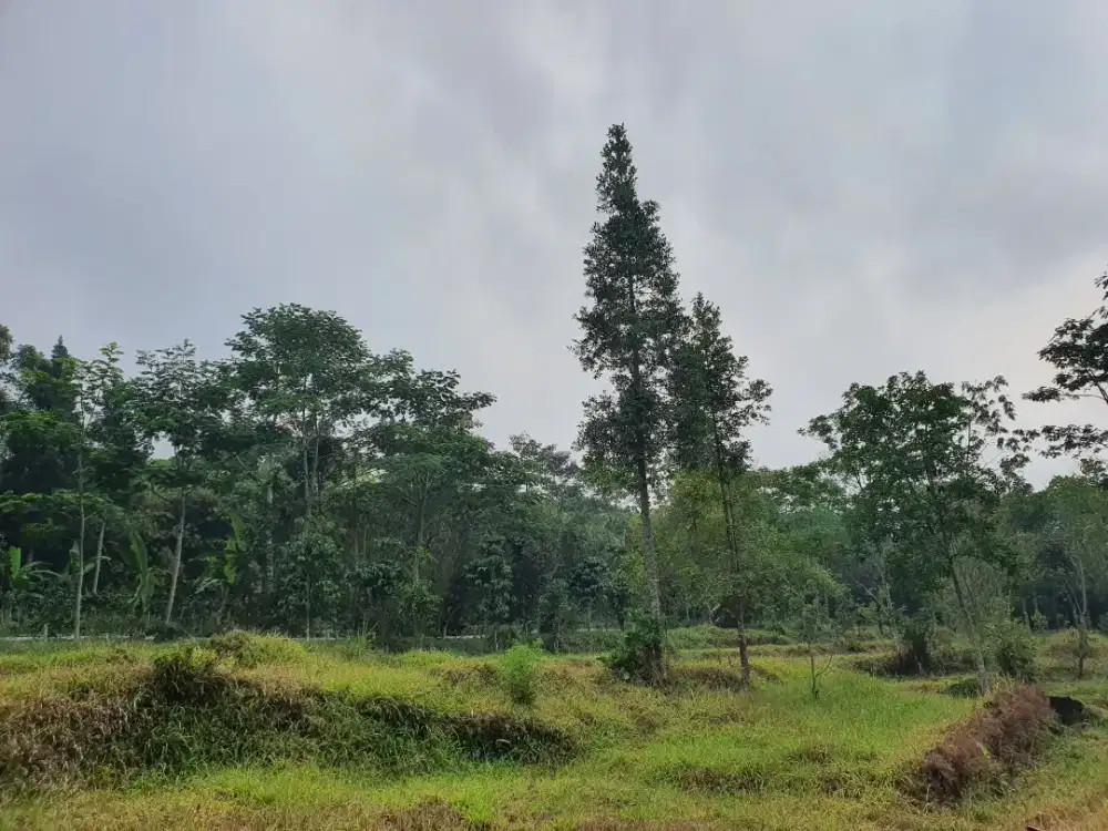 Tanah pekarangan dijual