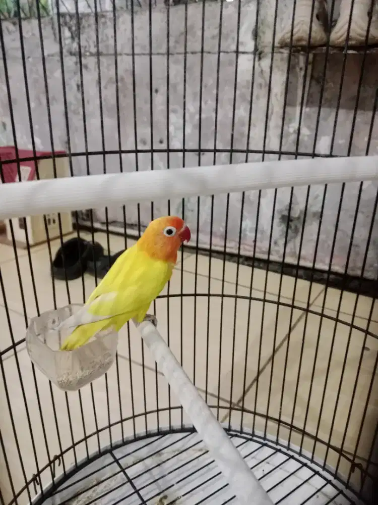 Lovebird jantan TT/BT masuk