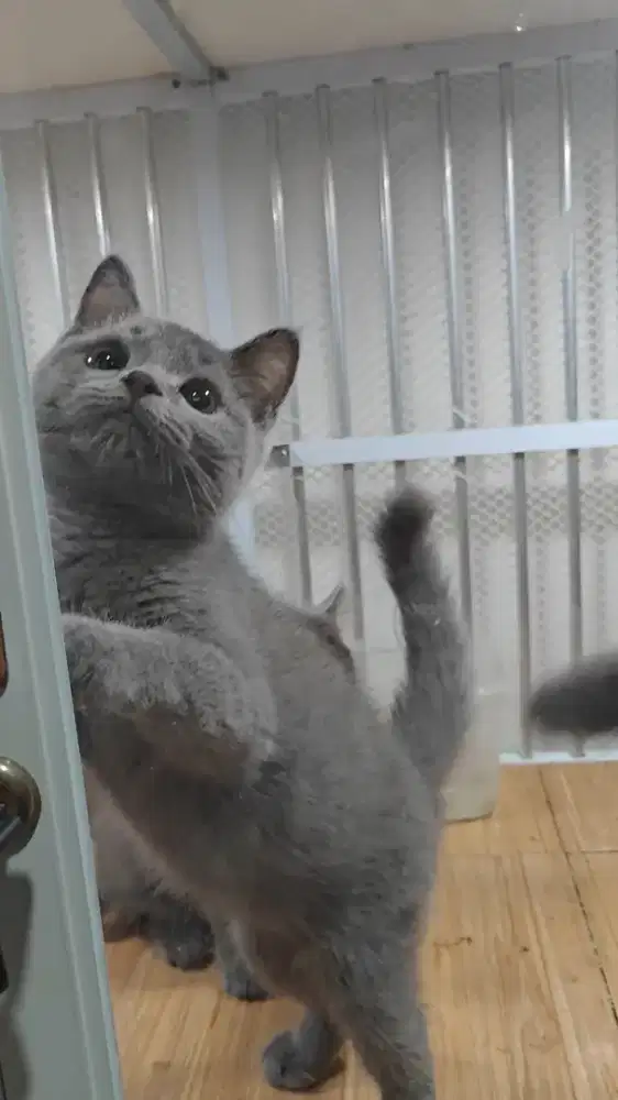 Kucing Bsh britis shothair betina
