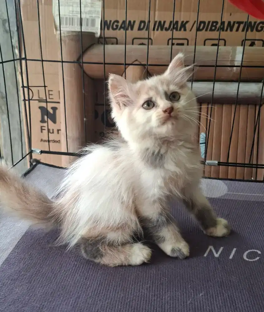 kucing persia betina/kitten.persia betina