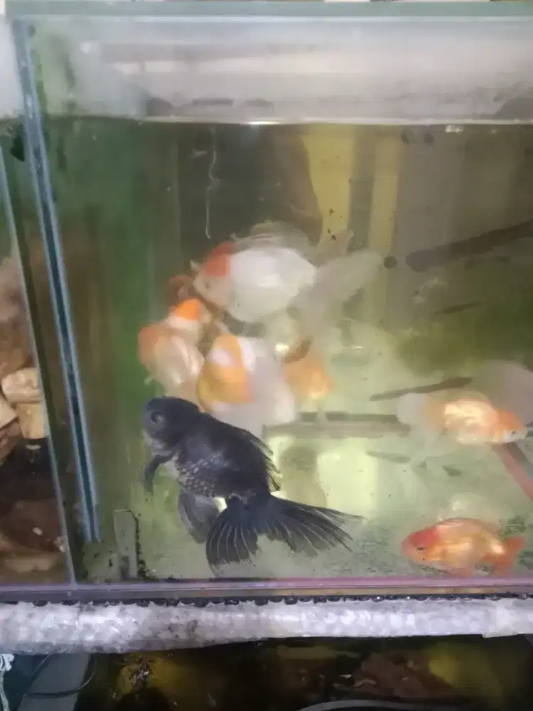 Ikan mas koki borongan