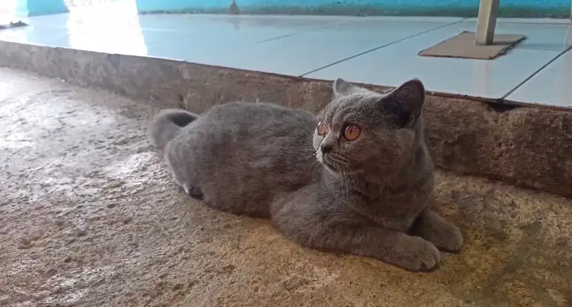 Kucing British Short Hair BSH Blue Solid