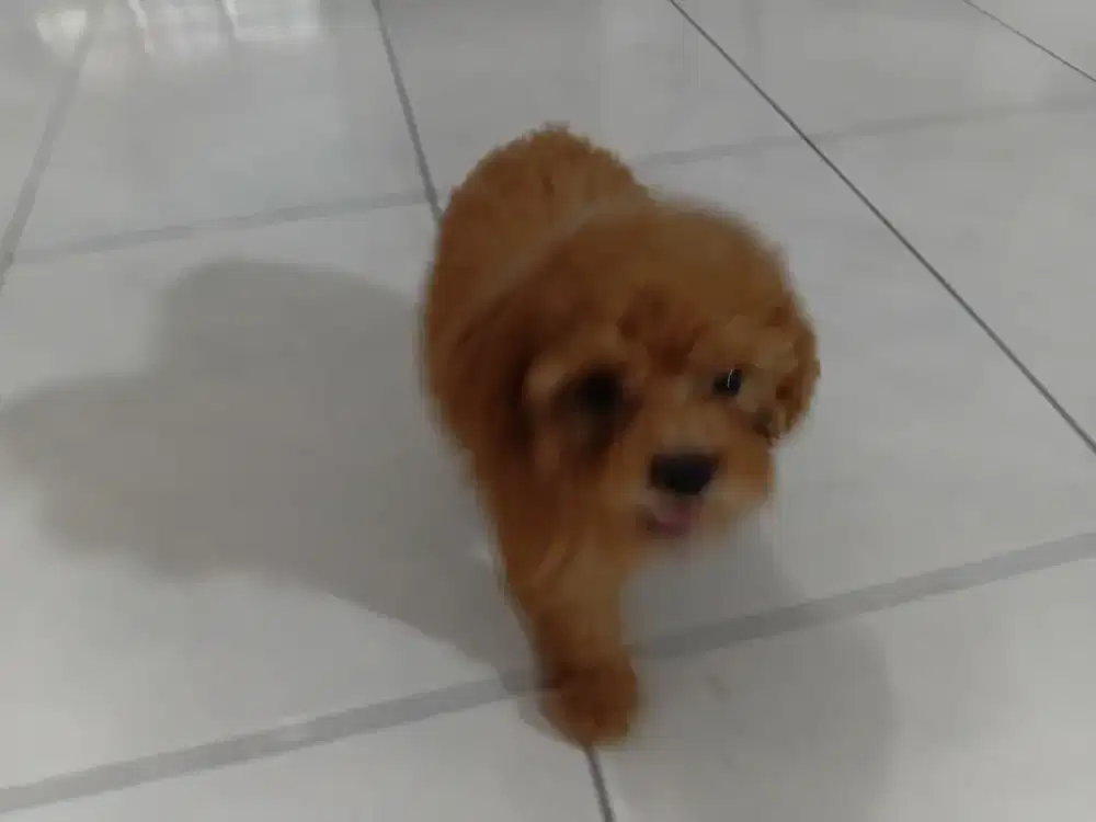 Jual anjing podle tea cup