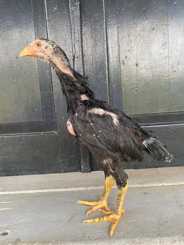Ayam pakhoy betina keduanya