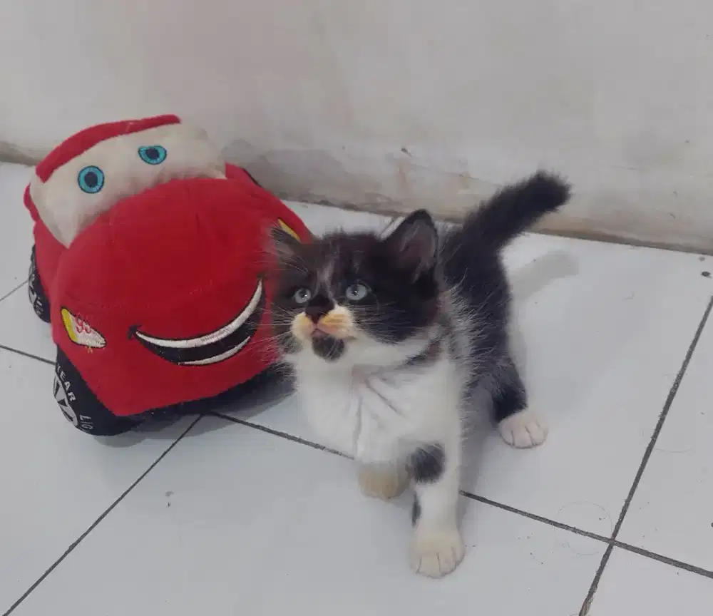Kucing Ragdoll mix Persia
