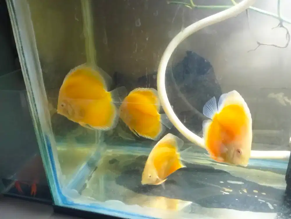Ikan Discus Albino Golden Uk.+-3 inch