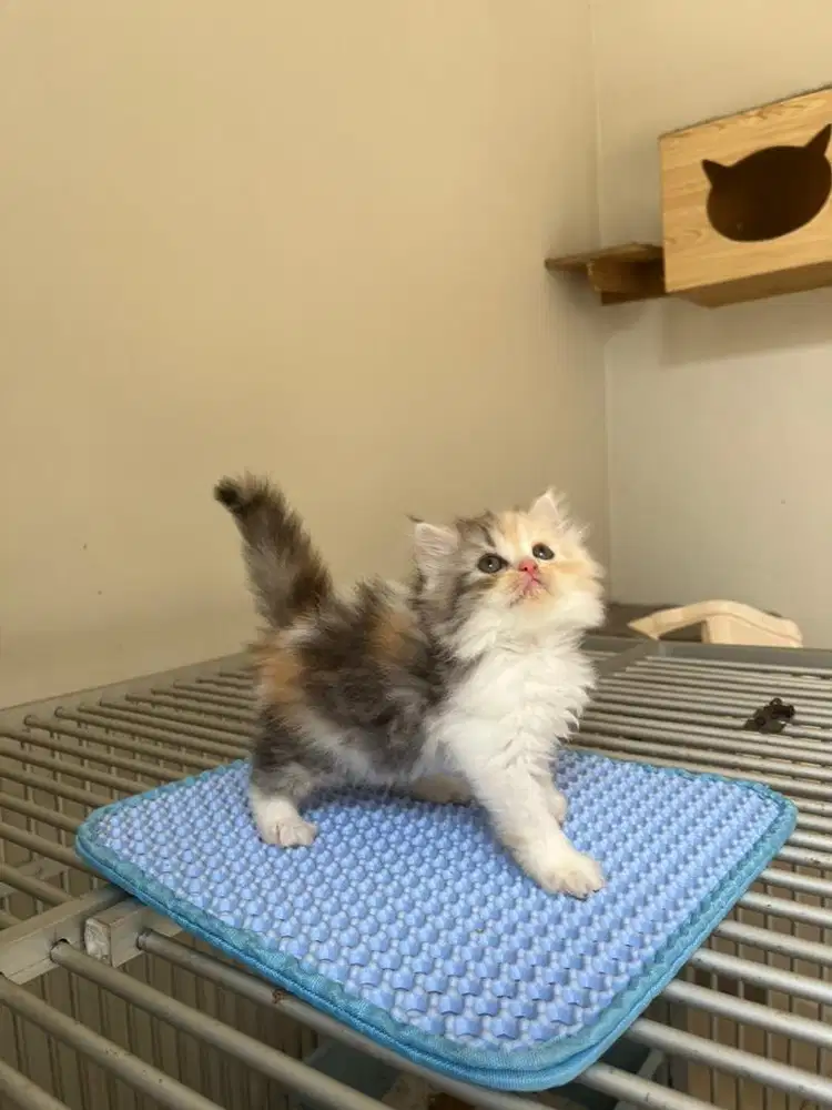 Kucing Persia Kitten Betina