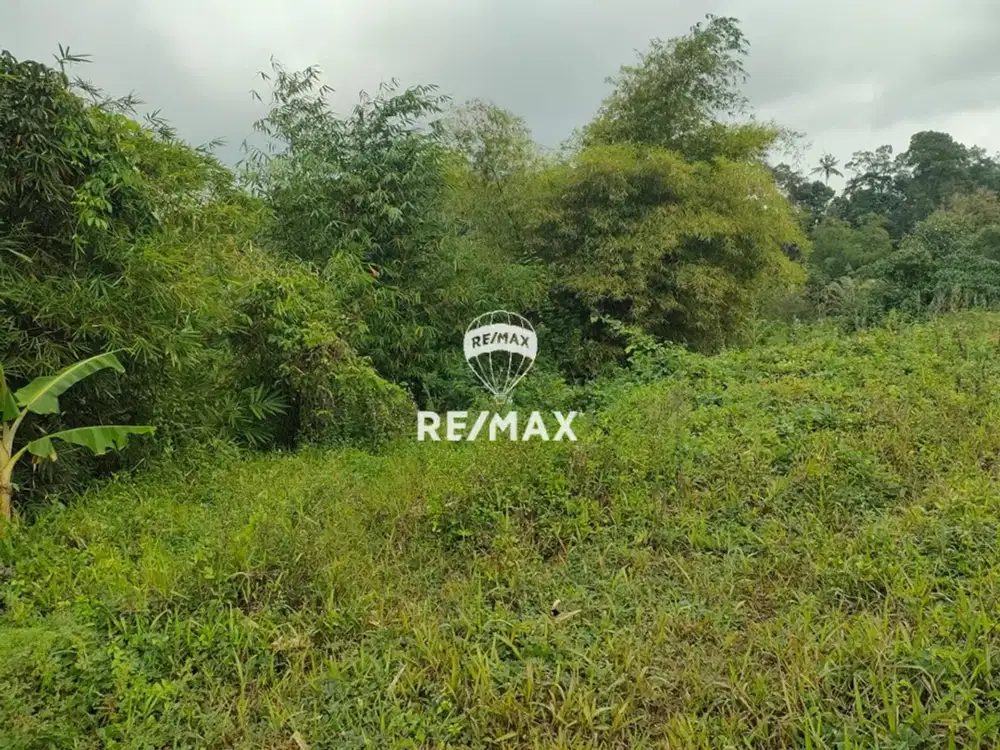 DIJUAL LAHAN KEBUN PRODUKTIF - JELUN GLAGAH BANYUWANGI