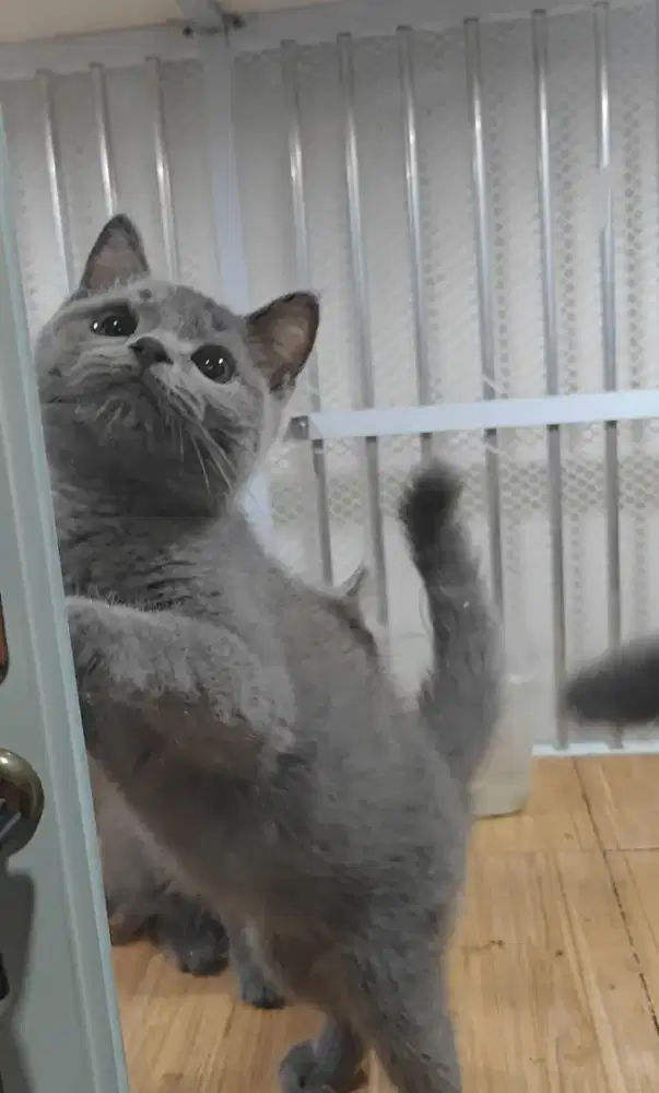 Kucing Bsh british shorthair