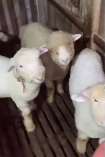 4 ekor cempe anakan domba merino 4 bln 1 jantan 3 betina siap koleksi