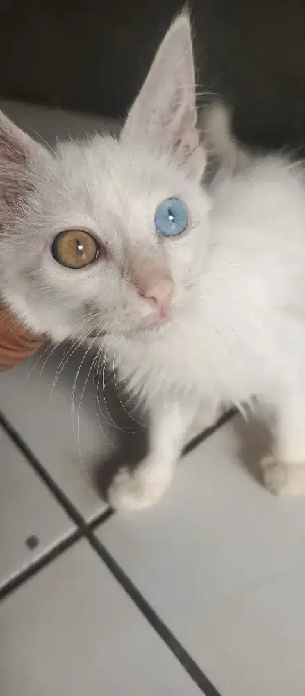 Kucing unik mata biru sama coklat