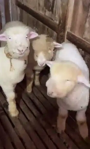 4 ekor cempe anakan domba merino 4 bln 1 jantan 3 betina superan unik