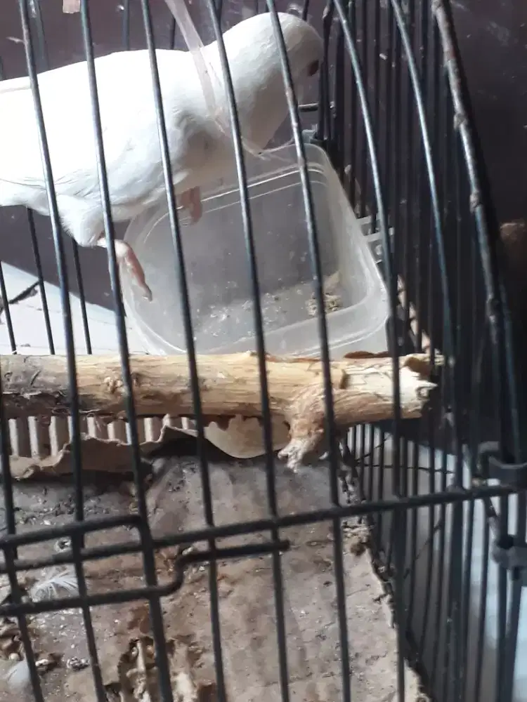 Jual burung lovebird Albino mata merah
