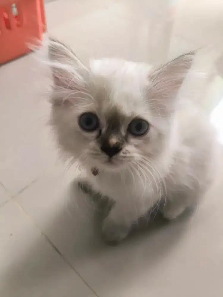 Kucing kitten himalaya 800rb