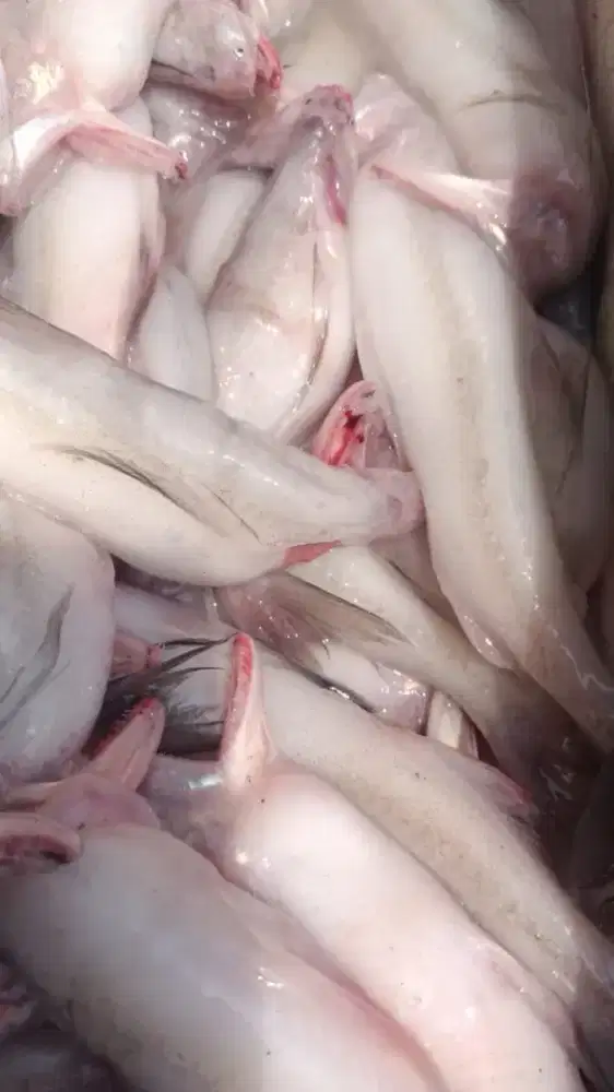 Lowongan rumah makan seafood
