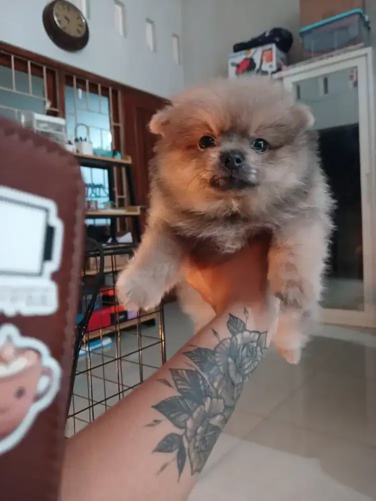 Anjing minipom jantan