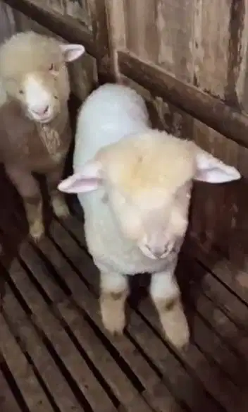 4 ekor cempe anakan bibit domba merino 1 jantan 3 betina 4 bln exotik