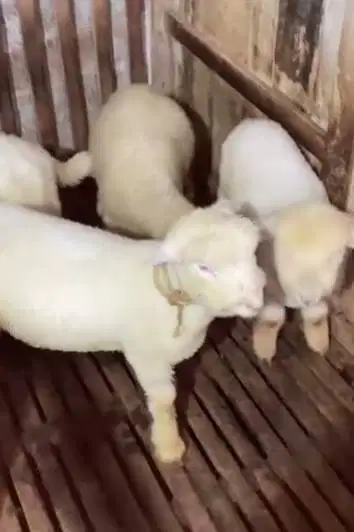 4 ekor cempe anakan domba merino 4 bln 1 jantan 3 betina superan unik