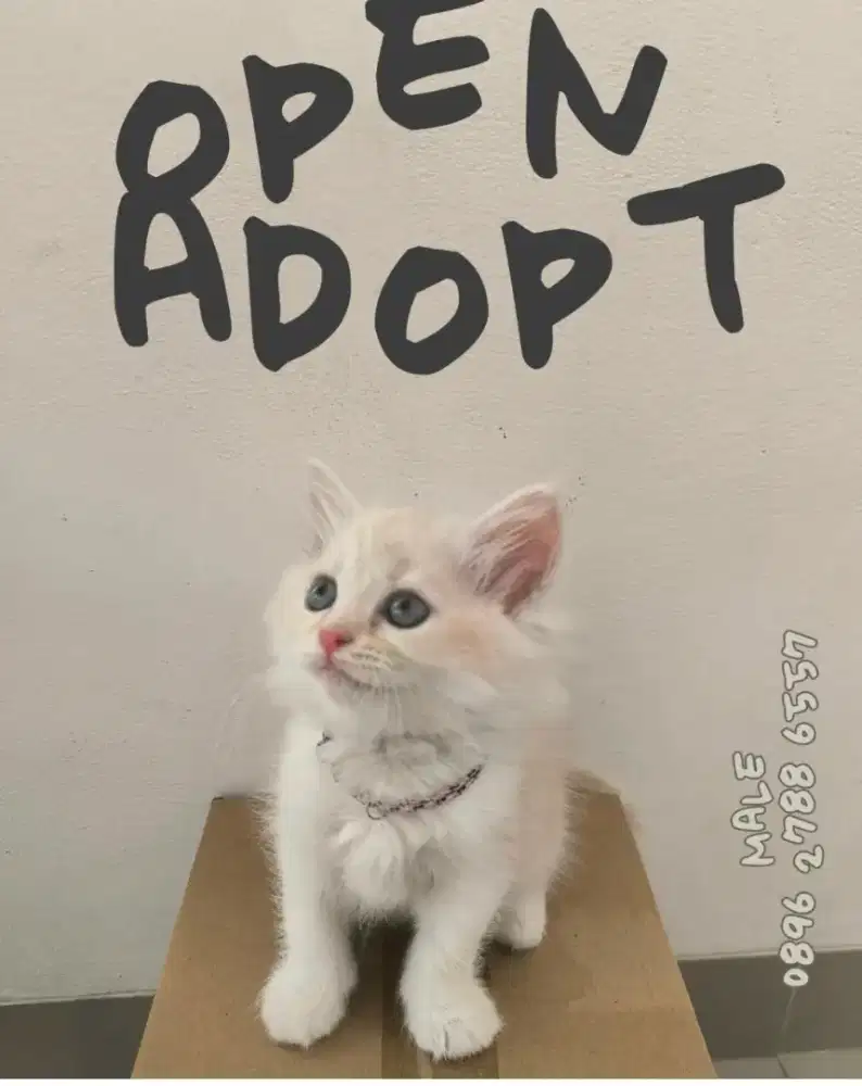 Anak kucing persial kuning pastel
