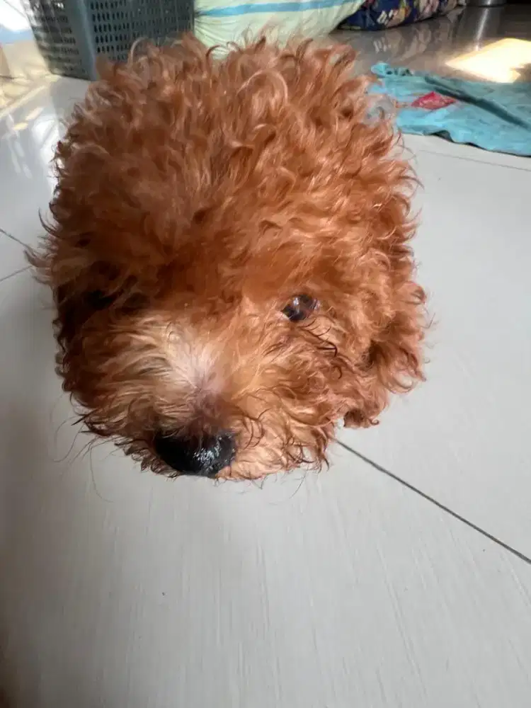 Jual Anak Poodle