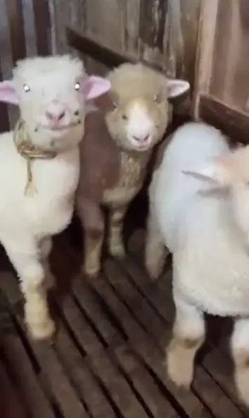 4 ekor cempe anakan domba merino superan 4 bln 1 jantan 3 betina unik