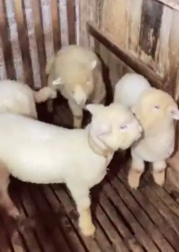 4 ekor cempe bibit domba merino superan 4 bln 1 jantan 3 betina exotik