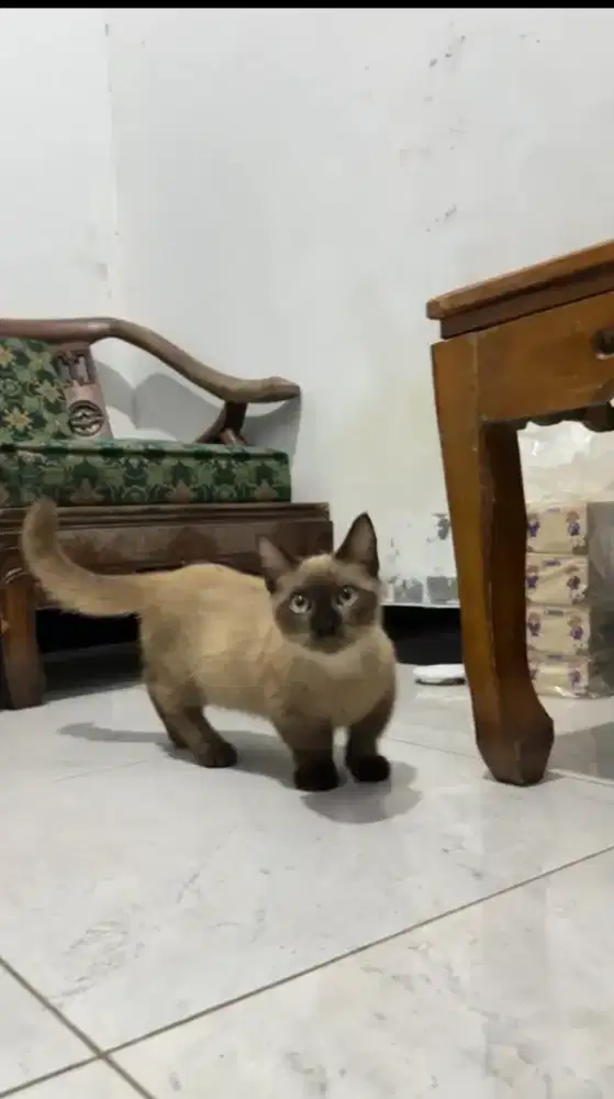 Kucing Munchkin himalaya/cebol shorthair/kaki pendek British BSH