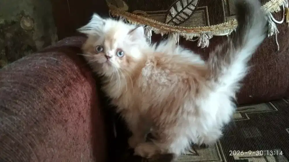 Anak kucing Kitten Persia Himalaya Flatnose Betina