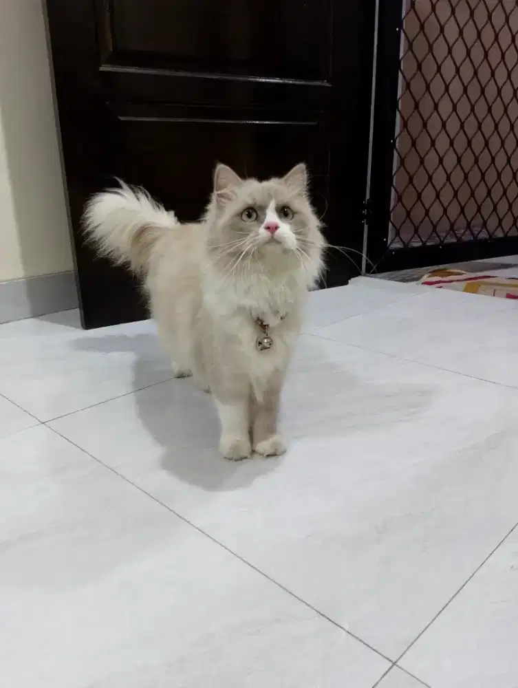 Kucing mix ragdol betina/kucing Himalaya/midoll/ragdoll
