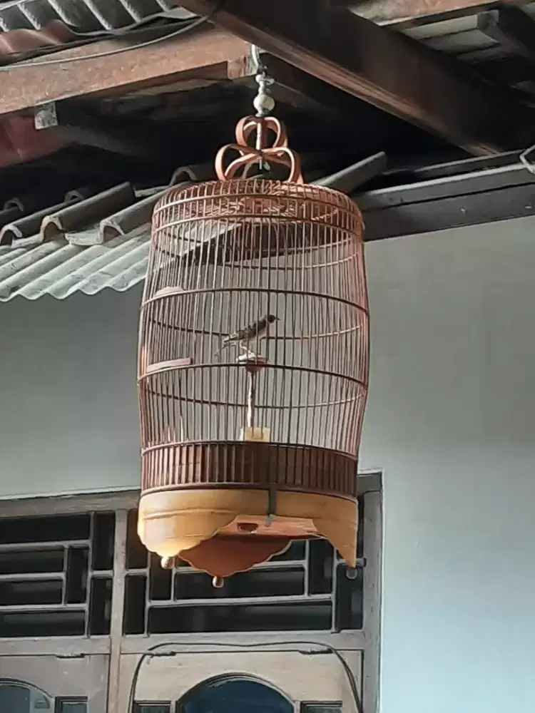 Burung Branjngan Parpa fullset