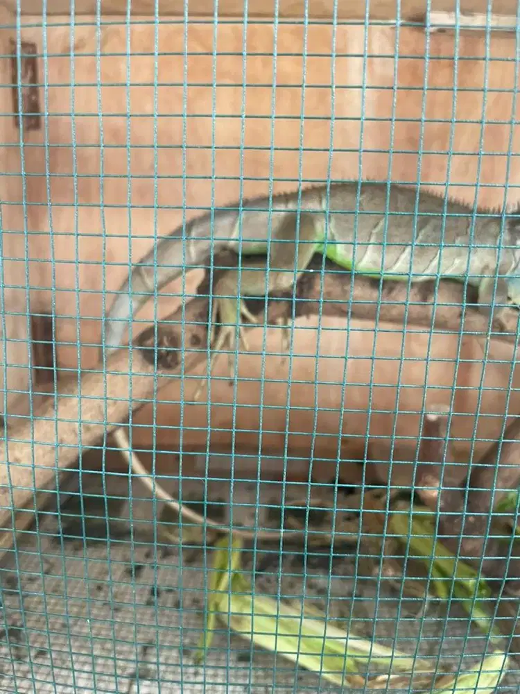Iguana super green