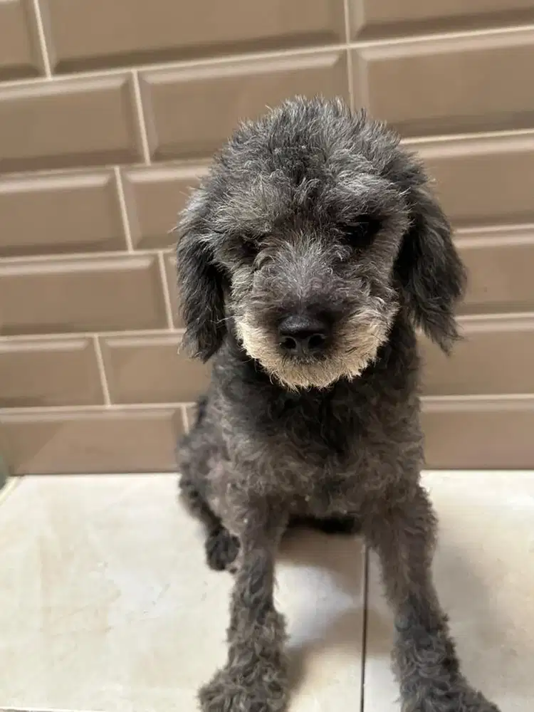 POODLE TOY BETINA